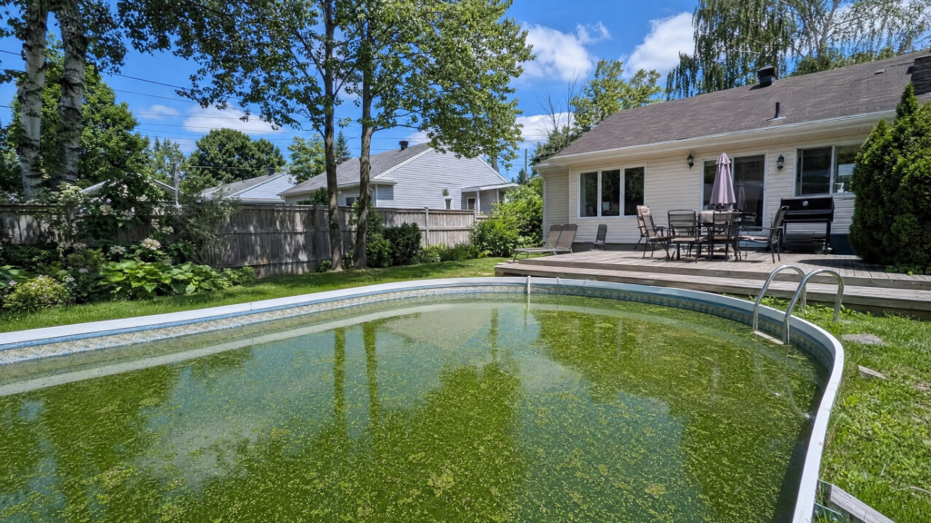 Algues dans sa piscine hors-terre, eau verte trouble dans une cour arrière ensoleillée
